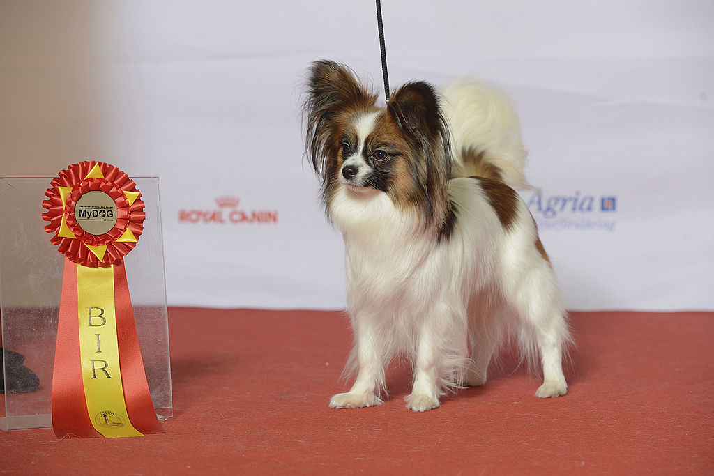 Разновидности спаниелей: с названиями и описанием, популярные и редкие виды, общие черты спаниелей