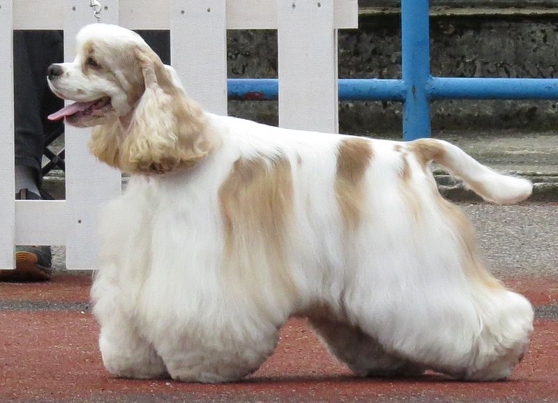 Разновидности спаниелей: с названиями и описанием, популярные и редкие виды, общие черты спаниелей