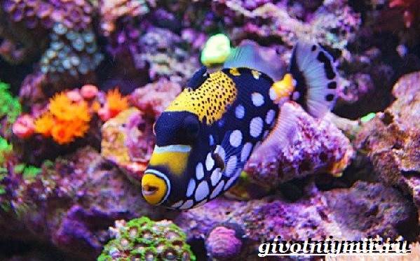 Спинорог-рыба-Образ-жизни-и-среда-обитания-спинорога-11