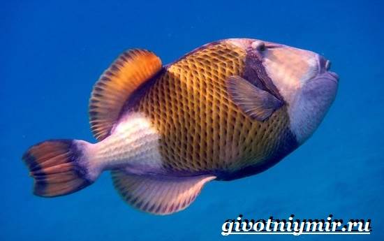 Спинорог-рыба-Образ-жизни-и-среда-обитания-спинорога-5
