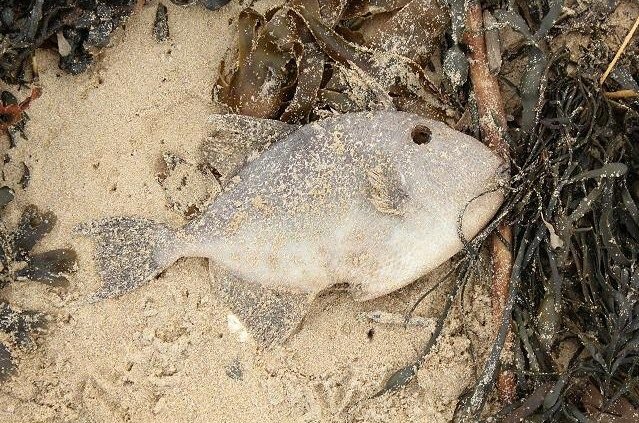 Спинорог клоун: описание,содержание,кормление,совместимость