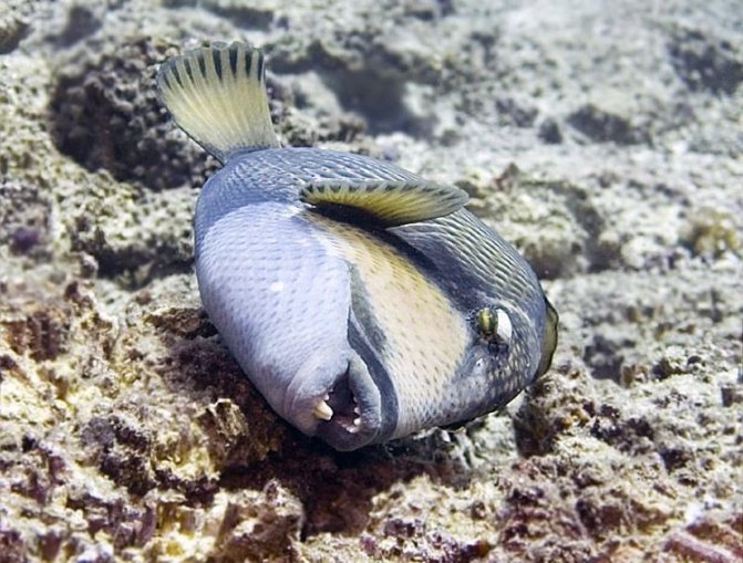 Спинорог клоун: описание,содержание,кормление,совместимость