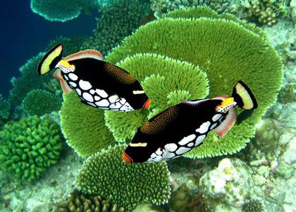 Спинорог клоун: описание,содержание,кормление,совместимость