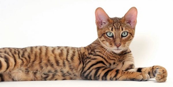 Спокойная грация