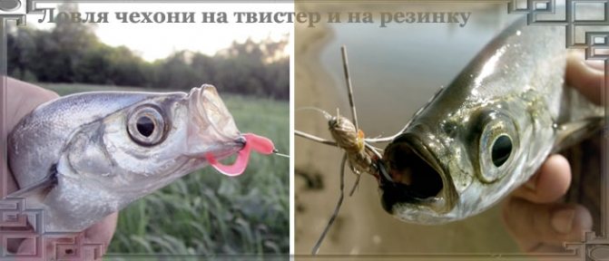 Måter å fange sabelfisk