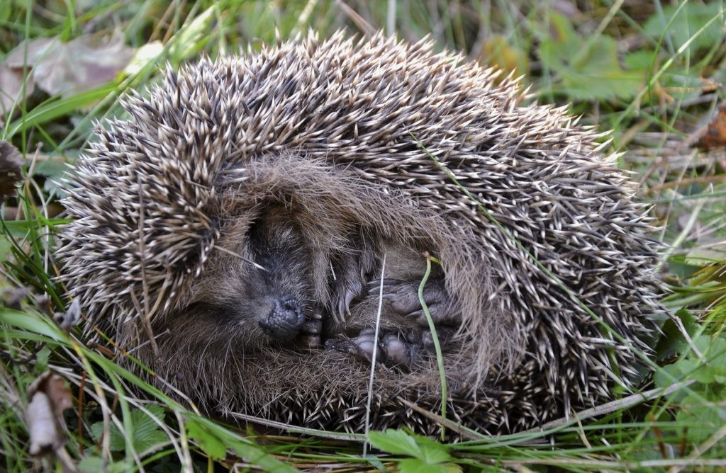 Ёжики сворачиваются в клубок, когда спят