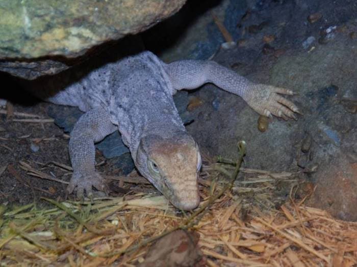 Спячка варанов