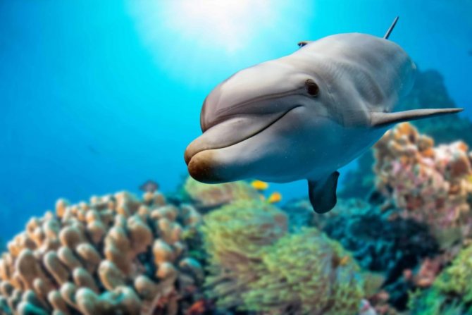 среда обитания дельфина