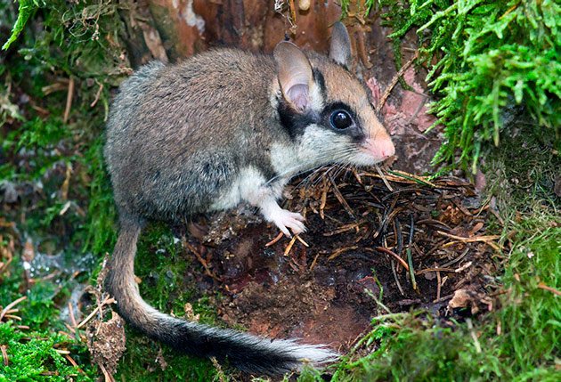 Среда обитания садовой сони лесные массивы
