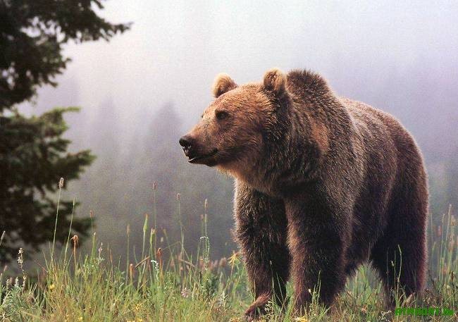 4 вида среды обитания