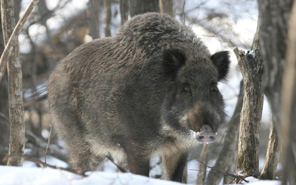 Уссурийский кабан