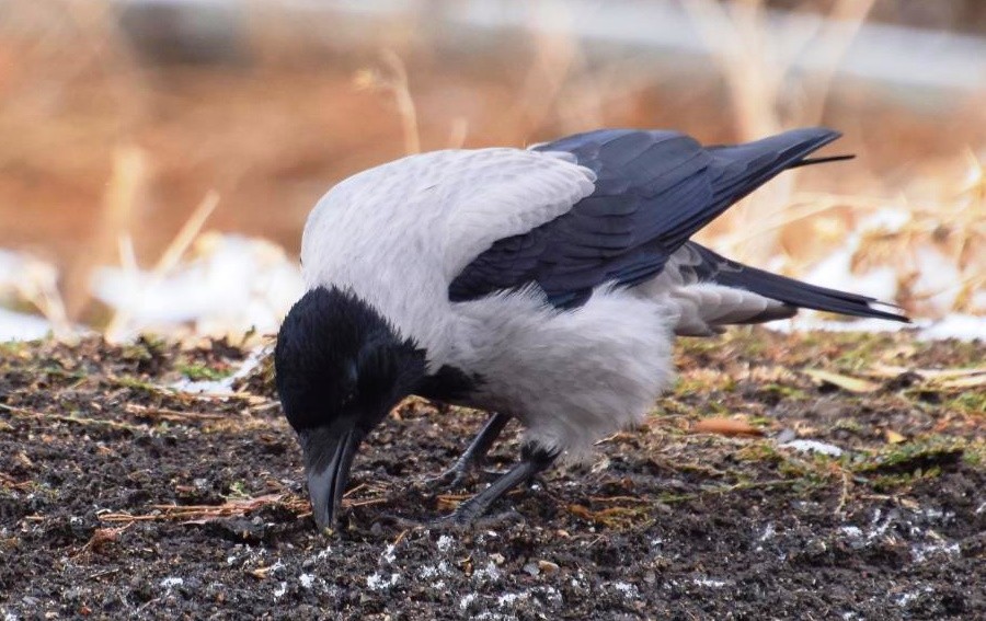 Вороны живут гораздо дольше в искусственной среде обитания
