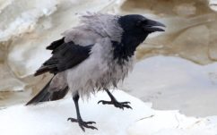 Описание вороны, функции, выбор, виды, питание, образ жизни