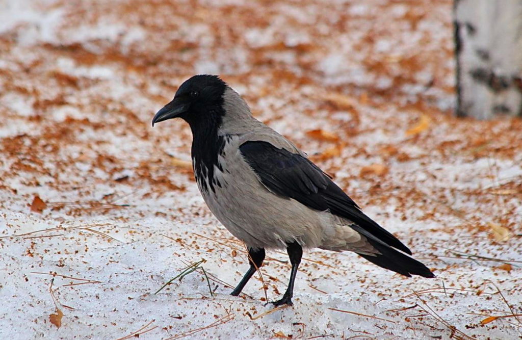 Толстовка с капюшоном