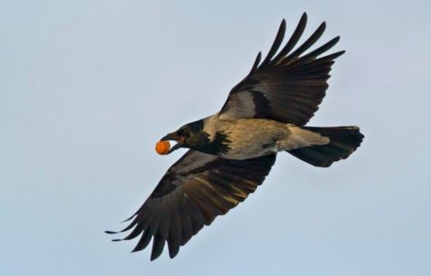 Описание вороны, функции, выбор, виды, питание, образ жизни