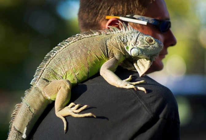 Сколько живут игуаны в природе и в домашних условиях