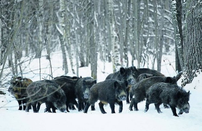 Дикий кабан - описание животного, где обитает, чем питается