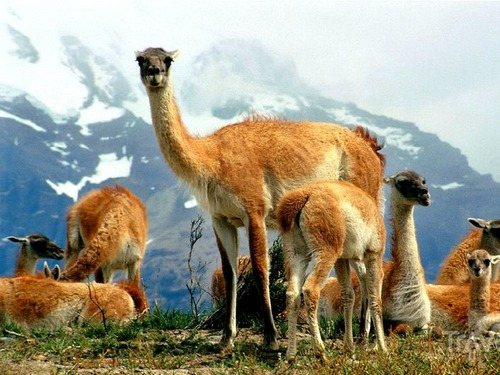 В какой стране встречается животное гуанако