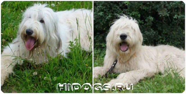 Стандарт породы Южнорусских овчарок, все о собаке от а до я, особенности ухода.