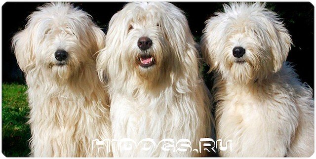 Стандарт породы Южнорусских овчарок, все о собаке от а до я, особенности ухода.