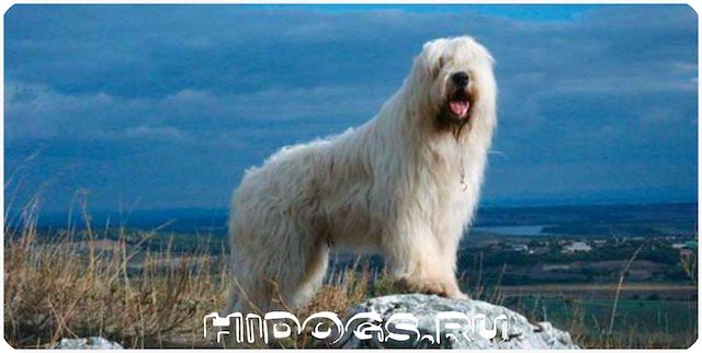 Стандарт породы Южнорусских овчарок, все о собаке от а до я, особенности ухода.