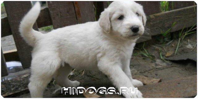 Стандарт породы Южнорусских овчарок, все о собаке от а до я, особенности ухода.