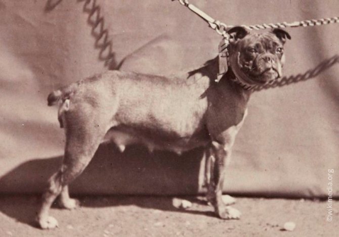 Старый английский бульдог