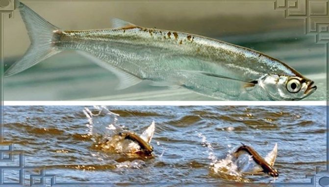 En flokk med fisk i en dam