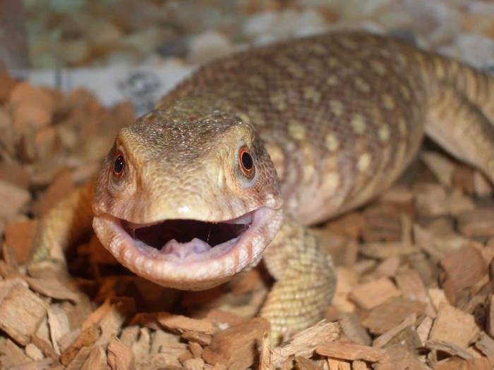 Степной (капский) варан