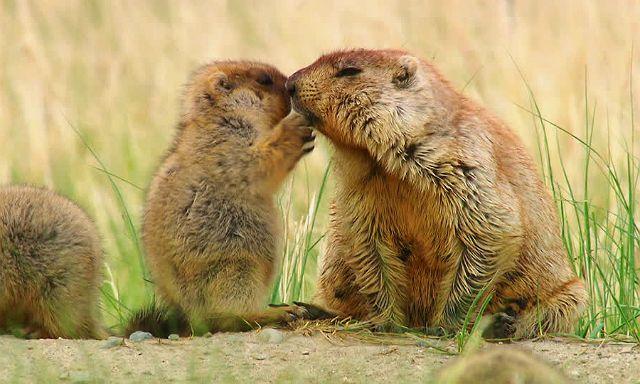 Сурки: особенности грызуна, интересные факты, описание, ареал, питание, враги