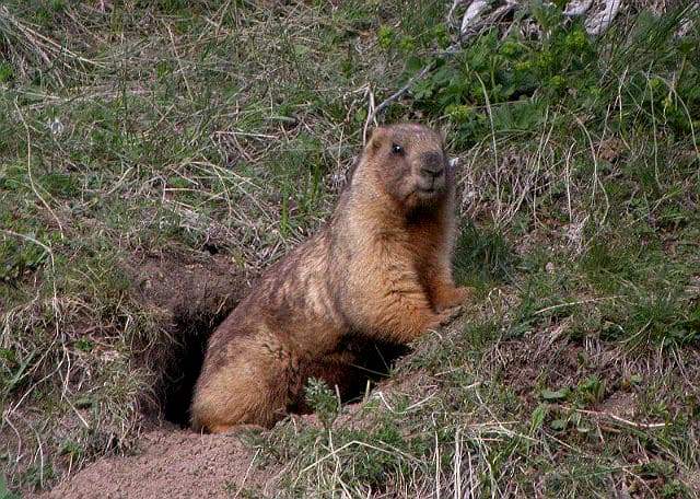 Сурки: особенности грызуна, интересные факты, описание, ареал, питание, враги