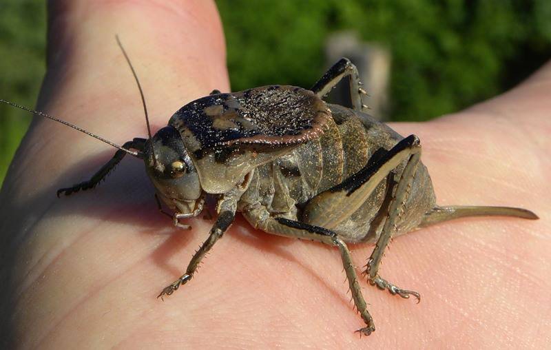 Кузнечик – как выглядит, что ест, почему прыгает