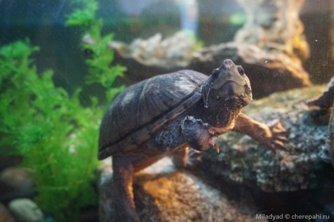 Мускусная обыкновенная черепаха: содержание, описание, питание и размножение