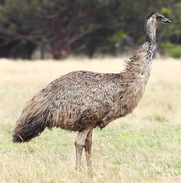 Страус-эму-птица-Описание-особенности-образ-жизни-и-среда-обитания-эму-1