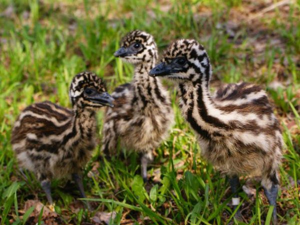 Страус эму: описание внешнего вида, характера, нюансов разведения