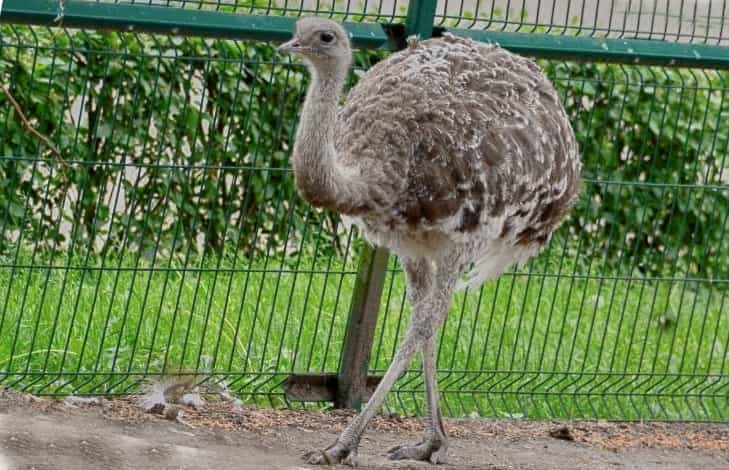 Нанду (американский страус): описание с фото, образ жизни, продуктивность, разведение и выращивание