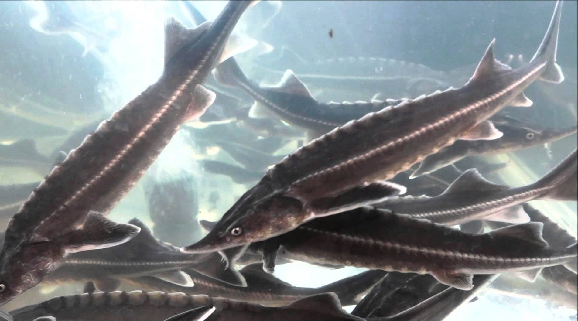 Стерлядь живет в конюшнях