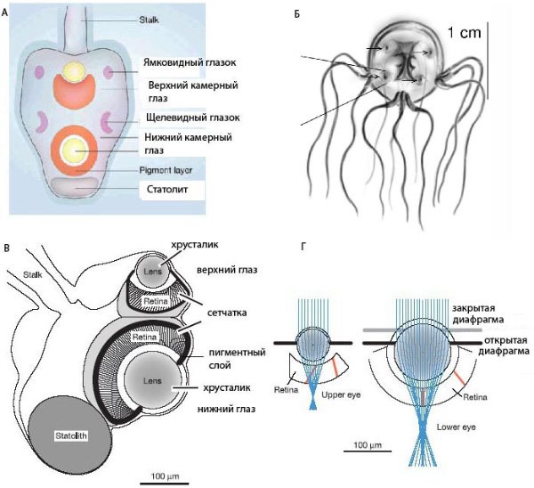 строение кубомедузы
