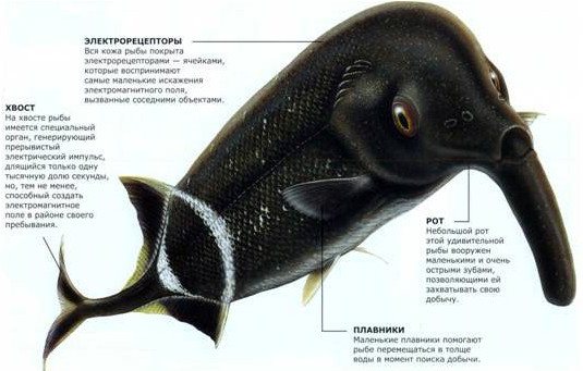 Строение нильского слоника