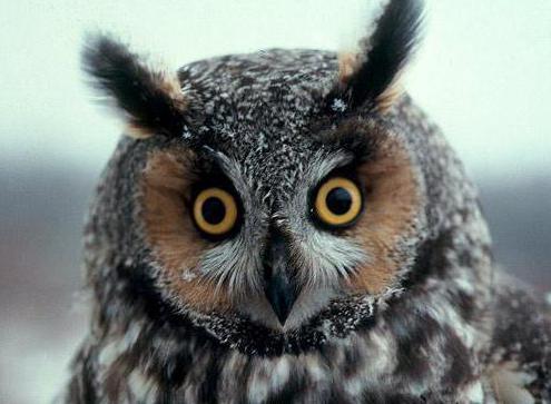 строение скелета совы