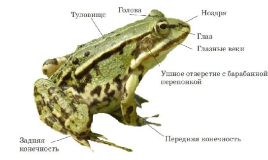 Строение жабы