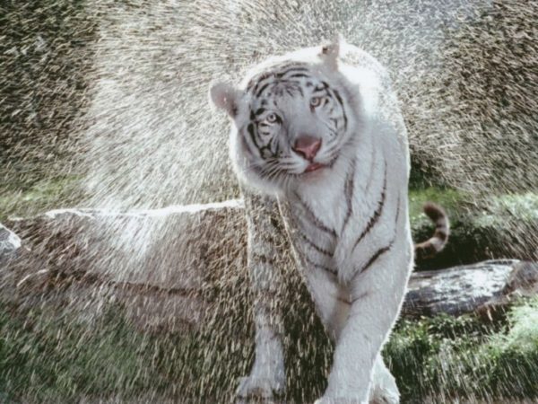 Стряхивать капли влаги, как собаки, умеют только крупные кошки