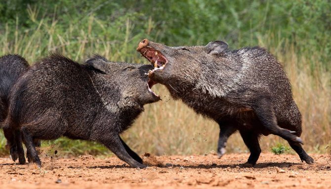 Дикий кабан - описание животного, где обитает, чем питается
