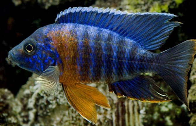 Аулонокара: содержание, совместимость, разведение, виды