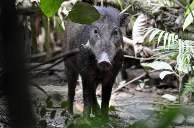 сулавесская свинья