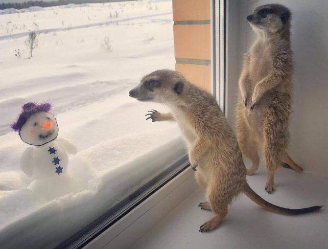 Сурикаты в домашних условиях: отзывы владельцев, продолжительность жизни, чем кормить