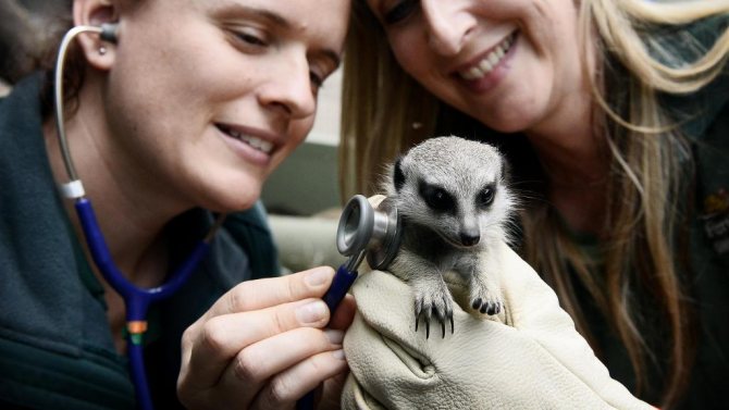 Сурикаты в домашних условиях: отзывы владельцев, продолжительность жизни, чем кормить