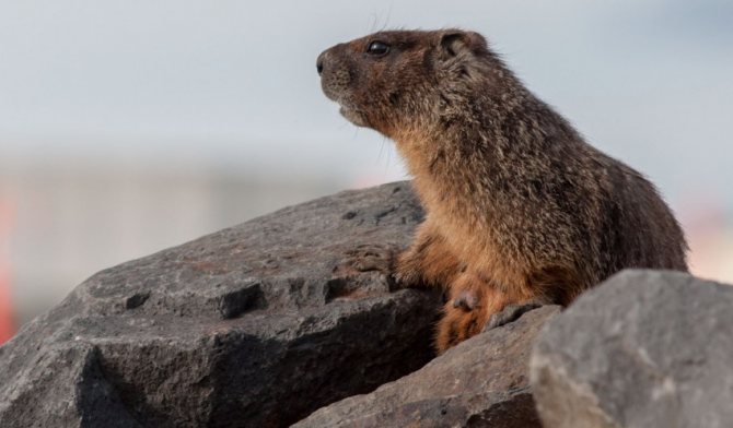 Сурки: особенности грызуна, интересные факты, описание, ареал, питание, враги