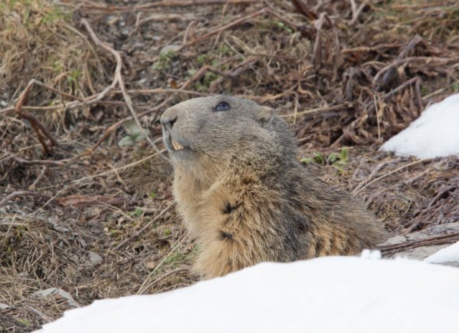 Сурки: особенности грызуна, интересные факты, описание, ареал, питание, враги