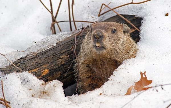 Сурок-животное-Образ-жизни-и-среда-обитания-сурка-23